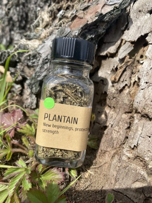 Plantain - Image 2