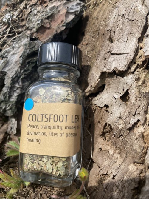 Coltsfoot - Image 2