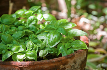 Basil