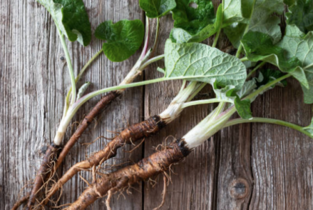 Burdock Root