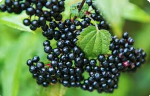 Elderberries