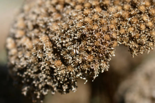 Yarrow