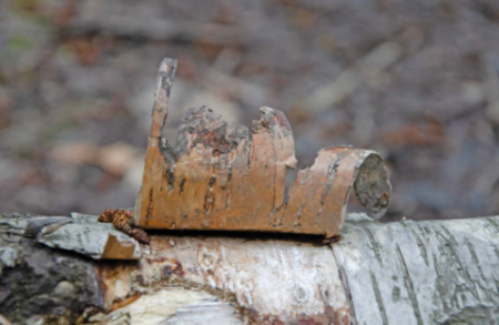 Birch Bark