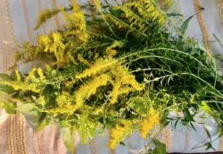 Goldenrod